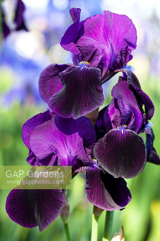 Iris 'Sable', Tall bearded Iris. Perennial, May.