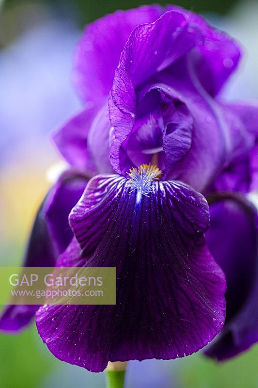 Iris 'Sable', Bearded Iris, Perennial, May.