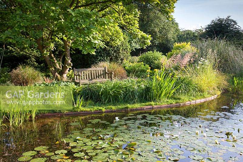 Bench overlooking pond with water lilies, Flag Iris and Filipendula in June.