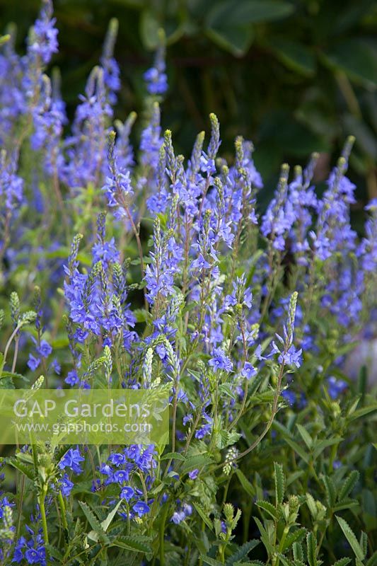 Veronica austriaca subsp. teucrium 'Crater Lake Blue' - Saw-leaved Speedwell 'Crater Lake Blue'