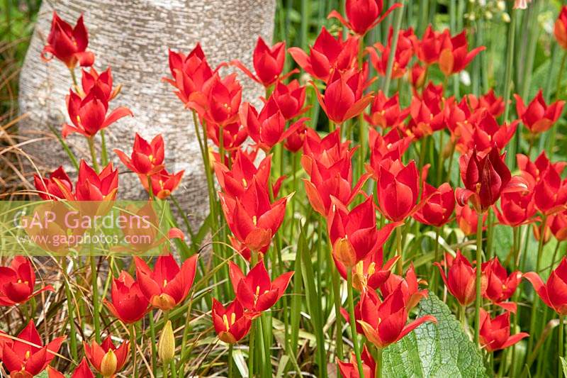 Tulipa sprengeri - Sprenger tulip