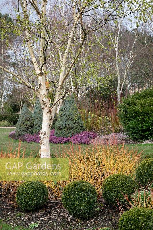 Box balls with the coloured stems of Cornus sanguinea 'Midwinter Fire' and white stemmed birch in the Winter Garden at Sir Harold Hillier Gardens