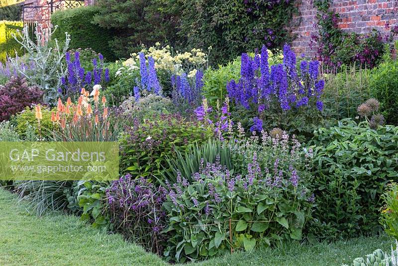 Tall spires of delphiniums rise above clumps of herbaceous perennials in border. Arley Hall, Cheshire, UK.