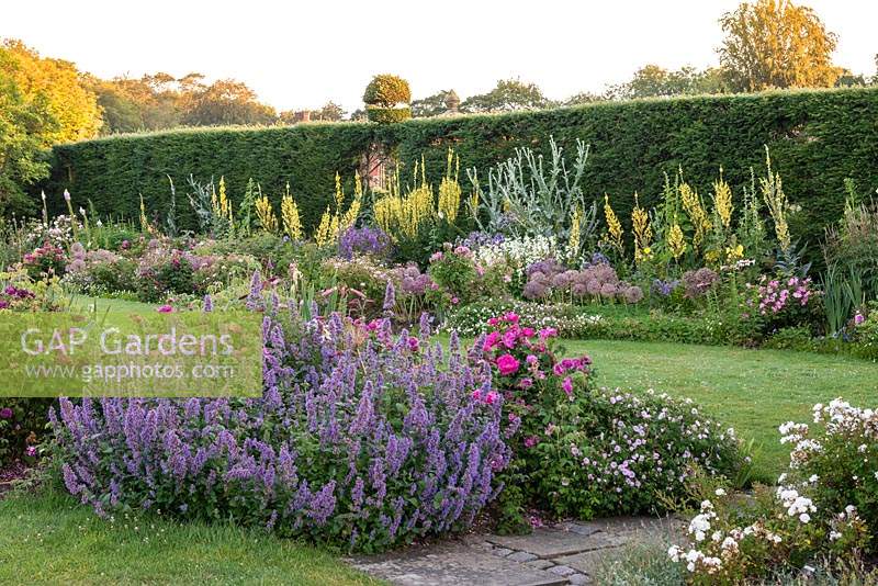 The Shrub Rose Garden. Borders of roses mingling with herbaceous perennials such as  foxgloves, catmint, Scotch thistles, hardy geraniums, alliums and verbascum. Arley Hall, Cheshire, UK.