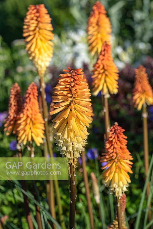 Kniphofia 'Toffee Nosed' - Red Hot Poker 'Toffee Nosed'