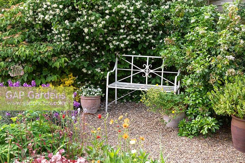 A seating area with metal bench between fragrant Philadelphus and Choisya shrubs.
