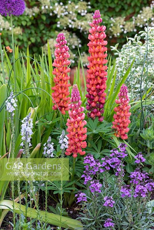 Lupinus 'Terracotta', a lupin with deep rust-coloured flowers and a gentle fragrance. May.