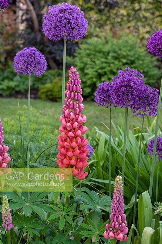 Lupinus 'Terracotta', a lupin with deep rust-coloured flowers and a gentle fragrance, alongside purple alliums.