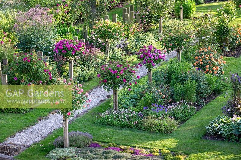 Overview of a Standard rose display at David Austin Jnr's private garden. June.