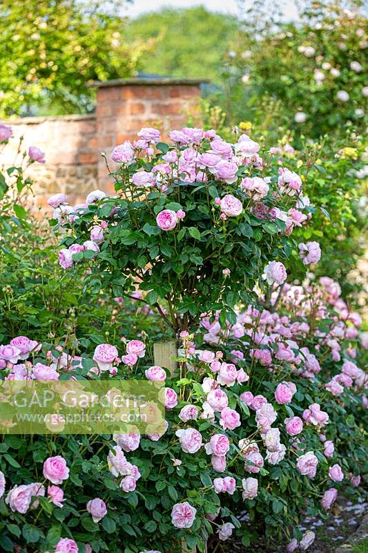 Rosa 'Olivia Rose Austin' Standard and as hedging - mixed. English shrub rose, June.