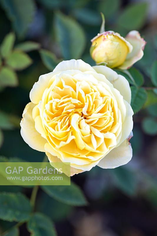 Rosa 'The Country Parson', English shrub rose. June.