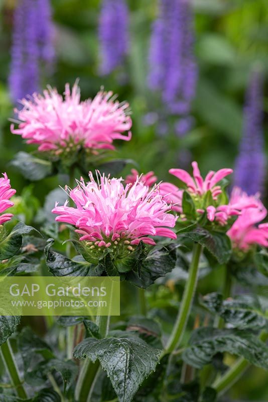 Monarda 'Pink Frosting', bergamot or bee balm,  a compact form bearing pastel pink flowers above deep green bracts and foliage 