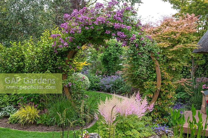 Seen over clump of pink astilbes, an arch clad in Rosa 'Veilchenblau' frames view of herbaceous borders. To right,  Acer palmatum 'Shin-deshojo'