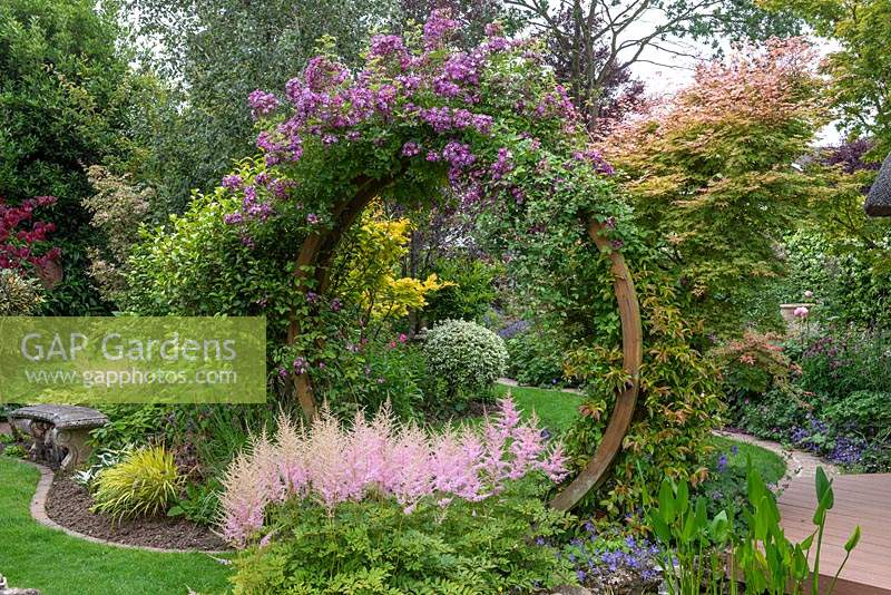 Seen over clump of pink astilbes, an arch clad in Rosa 'Veilchenblau' frames view of herbaceous borders. To right,  Acer palmatum 'Shin-deshojo'.