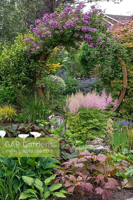 Circular arch clad in Rosa 'Veilchenblau' frames view of herbaceous borders beyond. Arum lilies, ligularias and pink astilbes in foreground.