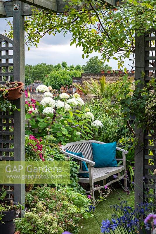 Roof terrace, view through trellis to  seating area with a bench in front of 'Annabelle' hydrangea. July.