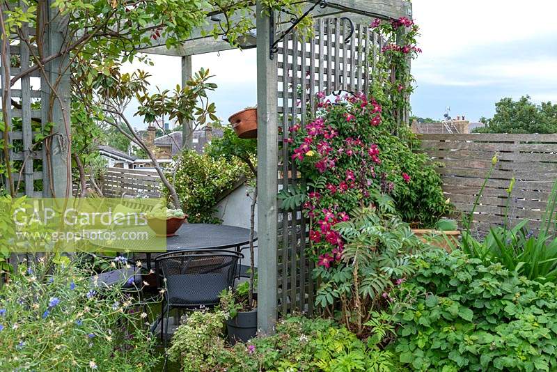 Wooden trellis screens the dining area on a roof terrace, on the right Clematis 'Madame Julia Correvin' scrambling up the screen.