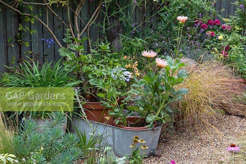 Galvanised wash tub planted with Dahlia 'Star's Favourite', rests in gravel garden alongside euphorbias, pheasant's tail grass and agapanthus.