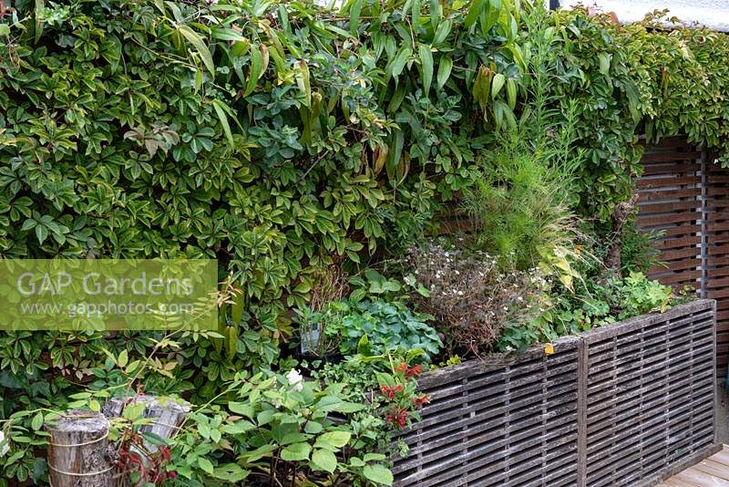 A raised bed is planted with hardy geraniums, Clematis armandii that flowers in spring, and vigorous Chinese Virginia creeper that partly disguises an ugly old garage.