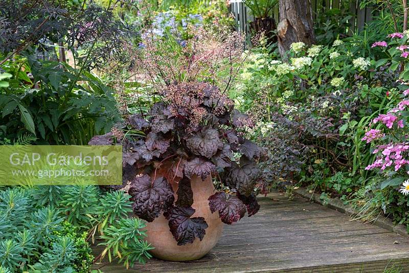 On a deck beside euphorbia, a terracotta pot is planted with a dark leaved Heuchera 'Obsidian' which has rich dark purple leaves and red stalks of tiny white flowers.