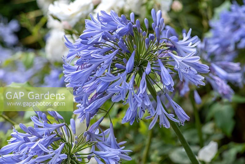 Agapanthus africanus - African blue lily