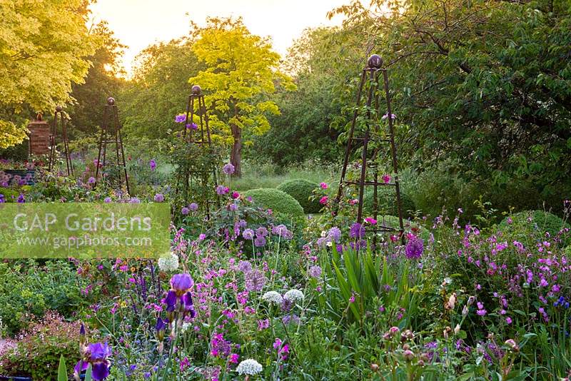 Sunrise backlights a golden leaved robinia and, in the foreground, a border of alliums, irises, ragged robin, geums, alchemilla and roses.