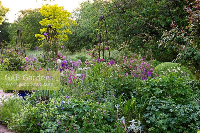 A border of alliums, irises, ragged robin, hardy geraniums, geums and alchemilla is punctuated by rose obelisks. Beyond, a golden leaved robinia.