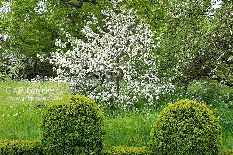 An old apple tree in full blossom, in a meadow of cow parsley.
