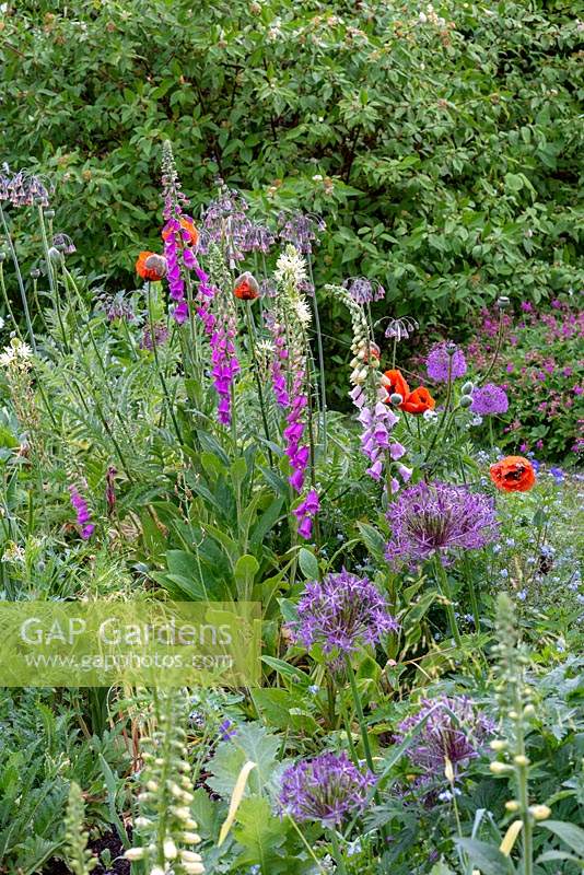 Foxgloves and Poppies in bed with Allium christophii, 'Purple Sensation', Nectaroscordum and Camassias.