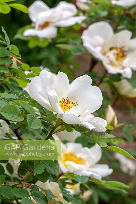 Rosa 'Nevada', a shrub rose with semi-double, creamy white blooms with yellow stamens.