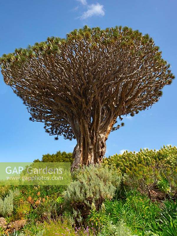 El Drago, the oldest and largest living specimen of Dracaena draco on Tenerife, Canary Islands, Spain