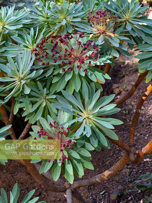 Euphorbia atropurpurea - Tabaiba majorera 