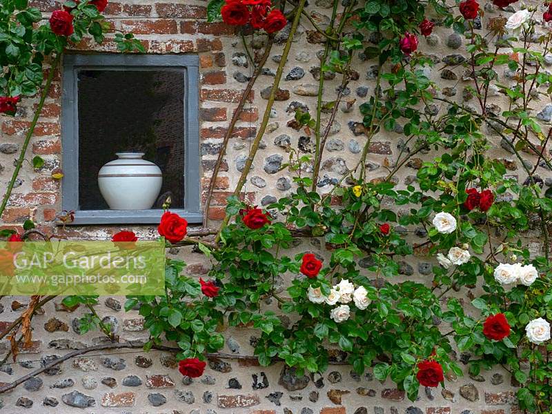 Red and White climbing roses on Norfolk flint wall