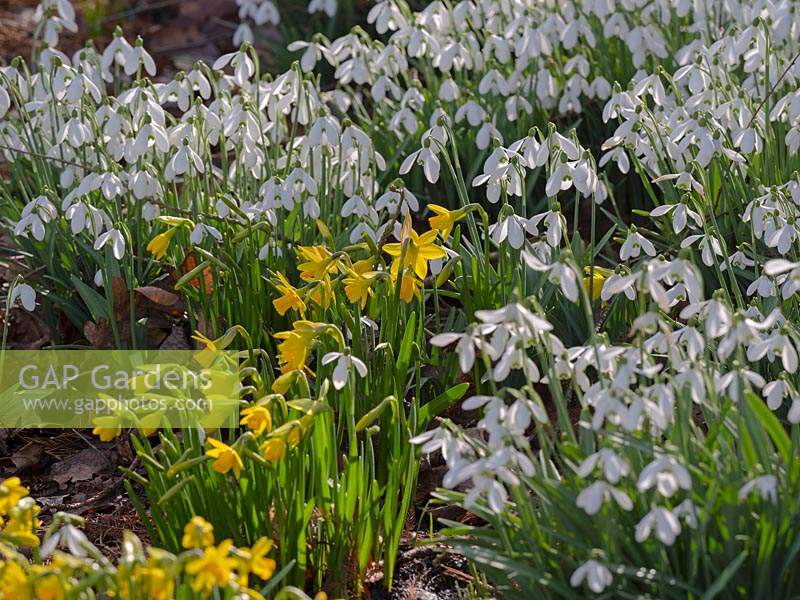 Galanthus nivalis 'Sam Arnott' and Narcissus - February