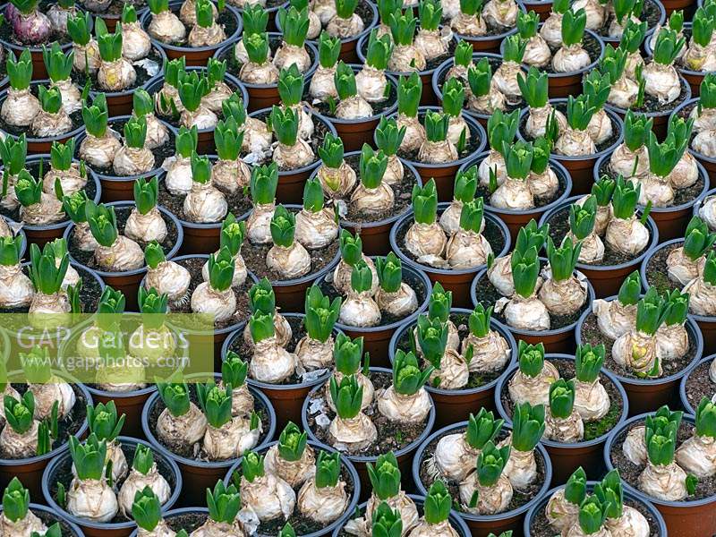 Hyacinth bulbs 'yellowstone' transfered into pots for sale in garden nursery