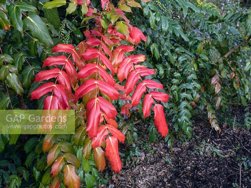Mahonia japonica leaves red and green 