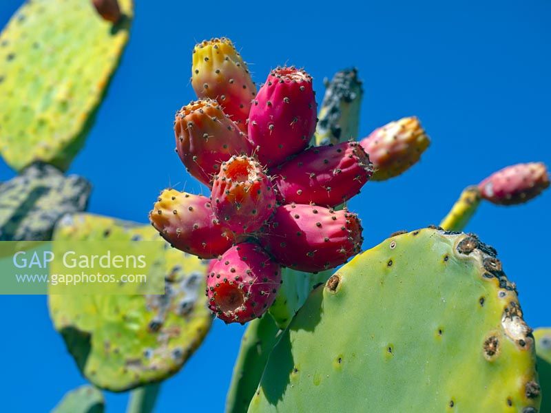 Opuntia - Prickly Pear