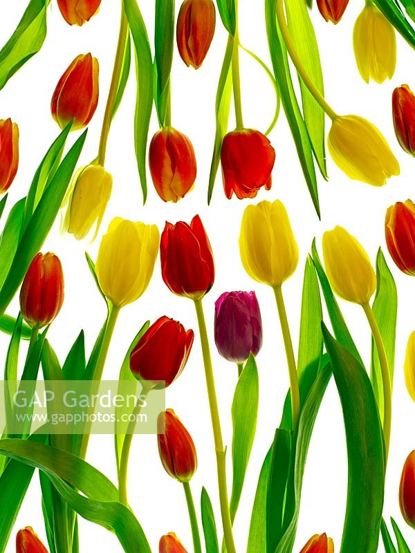 Tulips in arranged in patterns