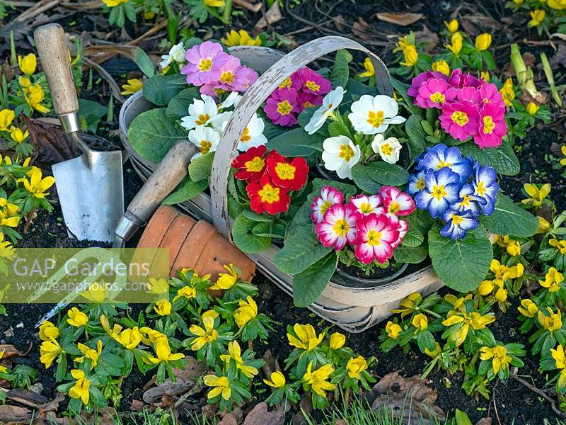 Eranthis hyemalis naturised in woodland with Primroses in trug with pots and garden tools