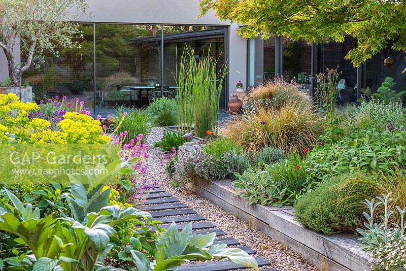 A contemporary house and courtyard 20m x 18m  with gravel paths and a raised central bed of drought tolerant plants â€” euphorbias, fleabane, ornamental grasses, sage, thyme and purple alliums, all beneath the canopy of an Acer palmatum.