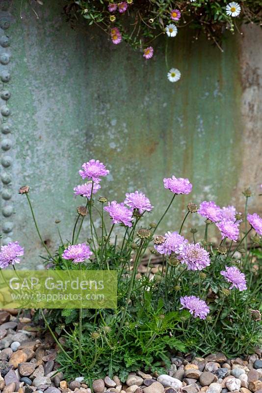Scabiosa columbaria 'Misty Butterflies', a scabious with lilac to pink blooms on mounds of foliage.