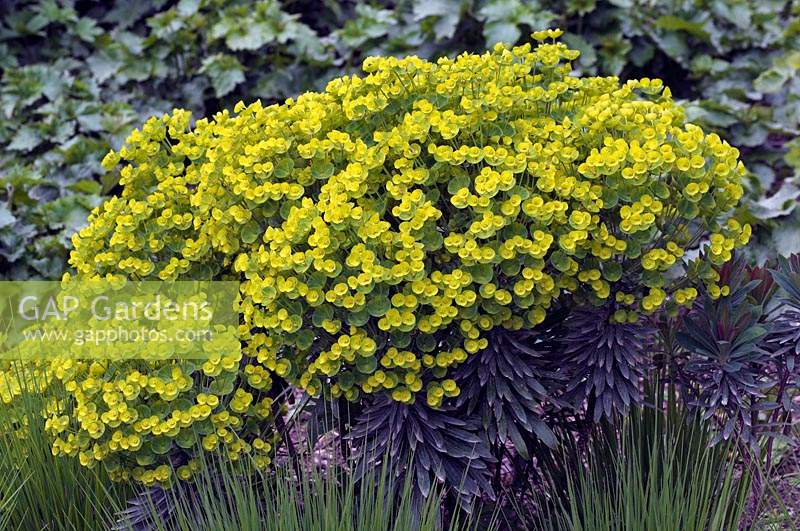 Euphorbia Redwing 'Charam' AGM - May