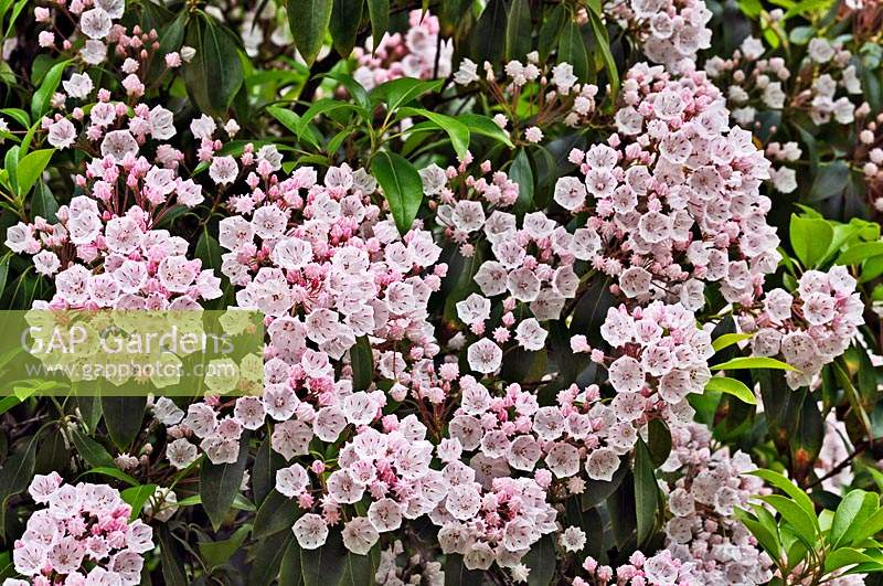 Kalmia latifolia AGM - Mountain Laurel - June