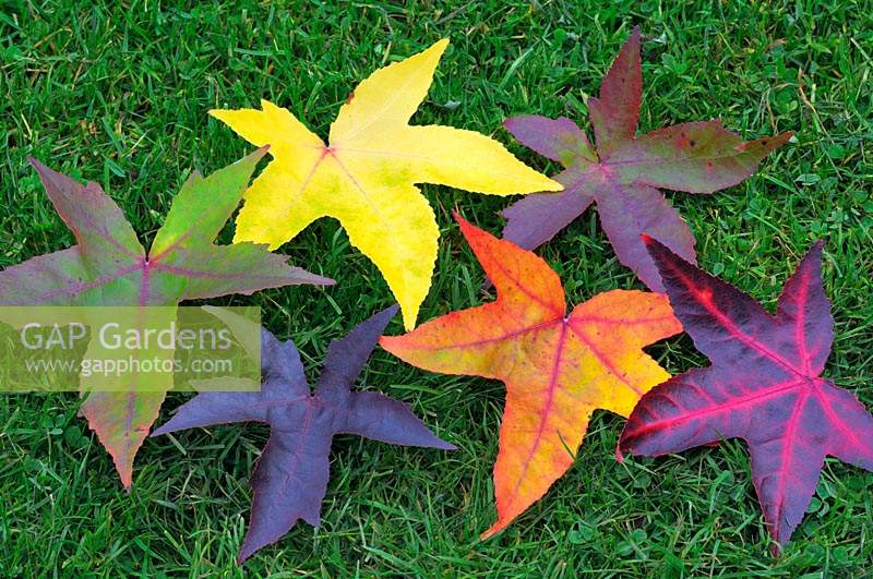 A series of colourful autumn leaves from a Liquidambar styraciflua tree