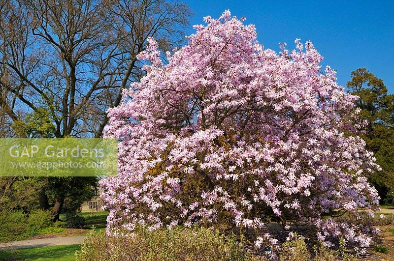 Magnolia x loebneri 'Leonard Messel' M. Kobus x M. Stellata - April