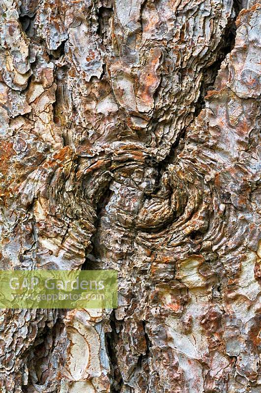 Pinus nigra subsp. laricio - Corsican pine