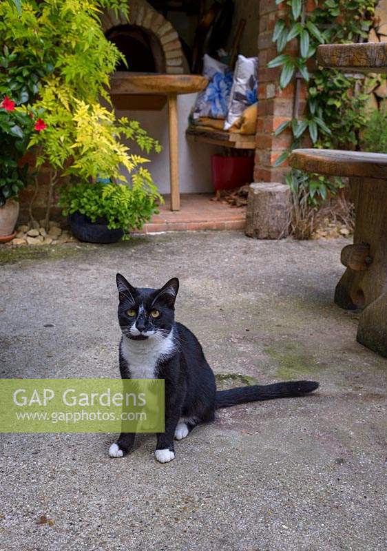 Cat in a small courtyard garden.
