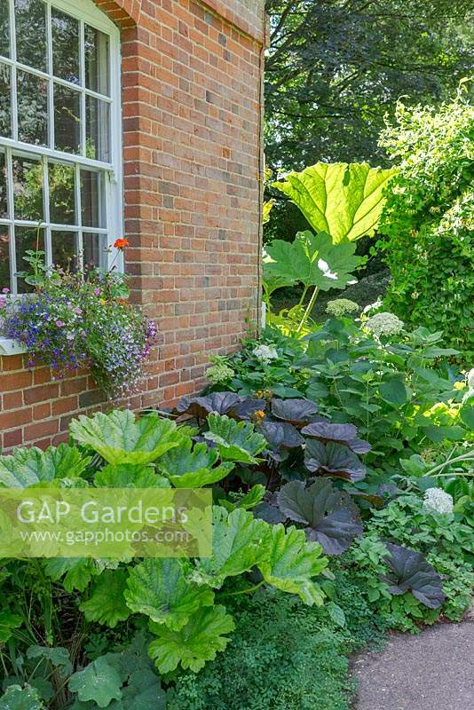 Darmera peltata AGM - Umbrella plant, Ligularia, Hydrangea and Gunnera in bed along the side of the house. 