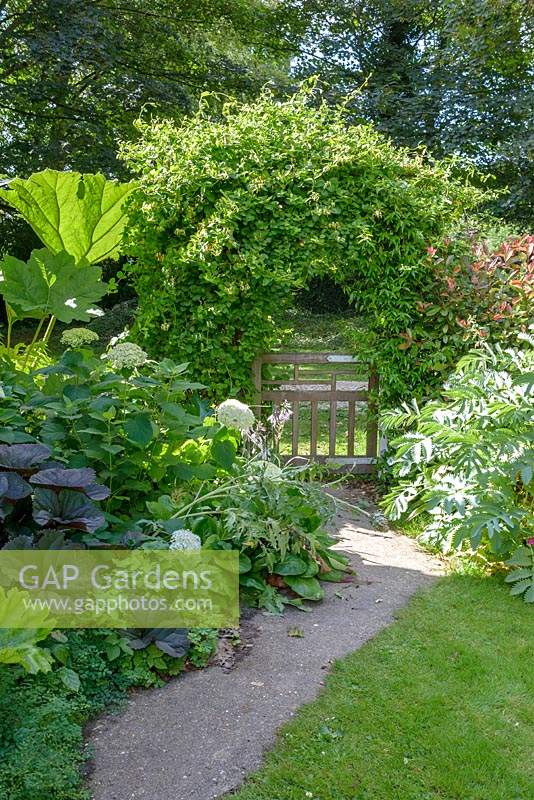 View down path to hand built wooden gate with arch of Lonicera - honeysuckle. Bed with Darmera peltata AGM - Umbrella plant, Ligularia, Hydrangea and Gunnera.