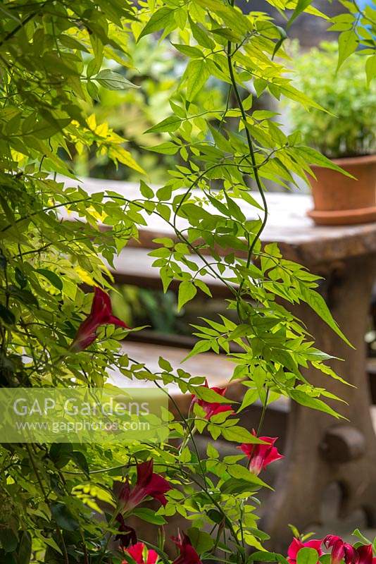 Jasmine 'Fiona Sunrise' and red flowers of Dipladenia sanderi - Mandevilla in a small courtyard garden.